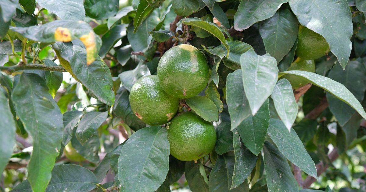Bergamotto di Reggio Calabria: perché cresce solo qui e come scoprirlo