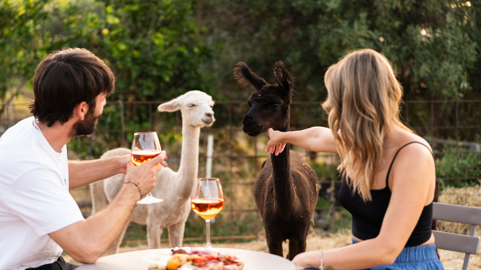 Aperitif z alpakami — Glowne zdjecie wydarzenia